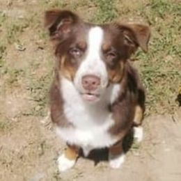 Miniature Australian Shepherds from Burks Mini Aussies