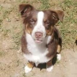 Miniature Australian Shepherds from Burks Mini Aussies