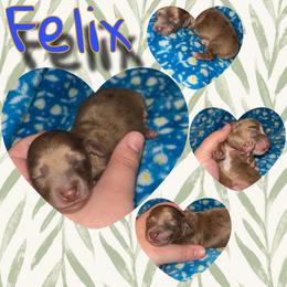 Felix - Dapple male Dachshund puppy in Brazil, Indiana from King Duke Dachshunds