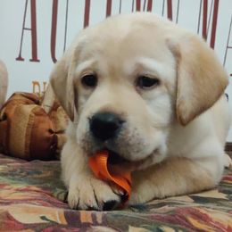 Labrador Retriever Puppies from Regal Oaks Labradors