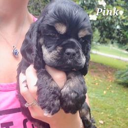 Pigeon Rock Cocker's Pink Collar - Black and tan female Cocker Spaniel puppy in Calhoun, Georgia from Pigeon Rock Cockers