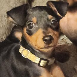 Girl 3 - female Miniature Pinscher puppy in Momence, Illinois from Rock of Ages Kennel