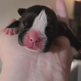 Blue - Black and white male Boston Terrier puppy in Clinton Township, Michigan from Greenberg's Boston Terriers & Bullies of Metro Detroit