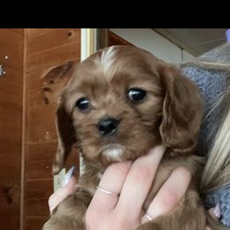 Cavalier King Charles Spaniel All Grown Up from Narrows Creek Cavaliers