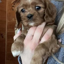 Cavalier King Charles Spaniel All Grown Up from Narrows Creek Cavaliers