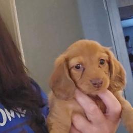 Girl 2 - Red female Dachshund puppy in Lansing, Michigan from Black Thunder 517 Dachshunds and frenchies