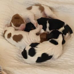 Cavalier King Charles Spaniel Puppies from Countryside Royalty Cavaliers