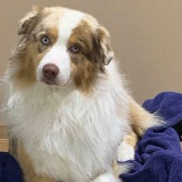 Australian Shepherds from SuperStar K9s