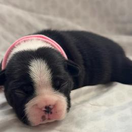 Girl 1-Sweetie - Black and white female Boston Terrier puppy in Piedmont, South Carolina from The Gentlemen Breed