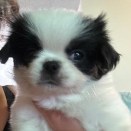 Girl 3 - Black and white female Japanese Chin puppy in Slen, Oregon from Itty Bittys