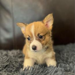 KM F1 - Sable female Pembroke Welsh Corgi puppy in Stockton, Iowa from Infinity Corgis