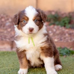 Lime collar - Red tri-color female Australian Shepherd puppy in Buckeye, Arizona from Wranglin Farms