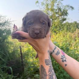 No collar girl - Chocolate female Labrador Retriever puppy in Conway, Missouri from Ozark Mountain Kennel