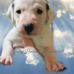 Dalmatian Puppies from Spotty Bottom Dalmatians
