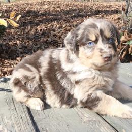 Tillie - Red merle female Australian Shepherd puppy in Macon, Georgia from Shaina’s Shepherds