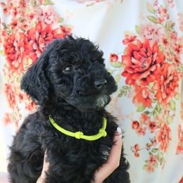 "Standard Poodle" Bearded Retriever, Bernedoodle, and Poodle Puppies from Doodle Belle Puppy