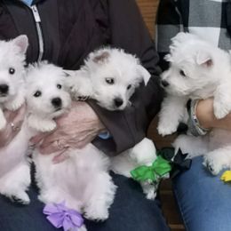 West Highland White Terriers from Suzy Foote Westies