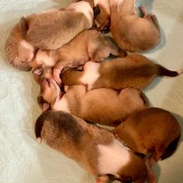 Collie Puppies from Plum Creek Collies