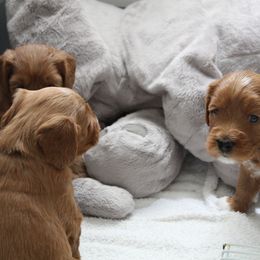  Puppies from Valley Vineyard Labradoodles