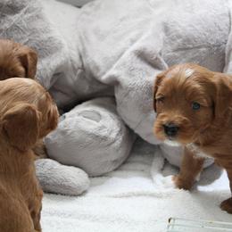  Puppies from Valley Vineyard Labradoodles