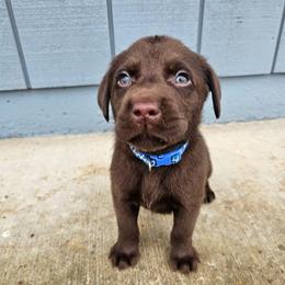 Blue Boy - Chocolate male Labrador Retriever puppy in Elk Grove, California from Labrador Trails
