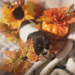 Lilly - Tri-color female Cavalier King Charles Spaniel puppy in Charity, Missouri from Missouri. Cavaliers