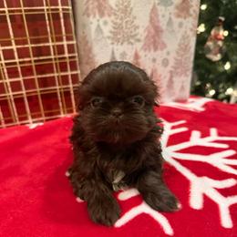 Trinidad - Chocolate female Shih Tzu puppy in Success, Missouri from Sweet Success