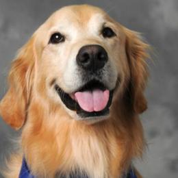 Golden Retrievers from Sky Harbor Golden Retrievers