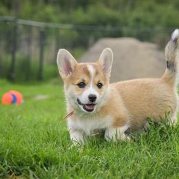 Brown Girl - Red female Pembroke Welsh Corgi puppy in Penobscot, Maine from Corgi Bliss Pembroke Welsh Corgis