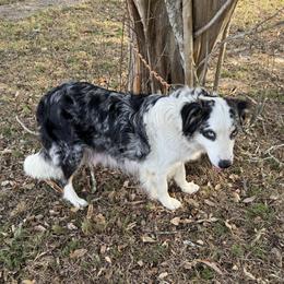 Stormy - Australian Shepherd