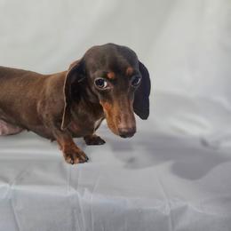 Carilee - Dachshund