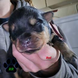 Red - Black and mahogany male Rottweiler puppy in Tangent, Oregon from Raya's Royals