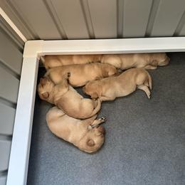 Boy 3 - Yellow male Labrador Retriever puppy in Sparta, Wisconsin from Valley Creek Dog Boarding and Training