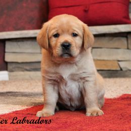 Labrador Retriever Puppies from Günther Labradors