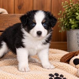 Crystal - Black tri-color female Australian Shepherd puppy in Placerville, California from BFF Aussies