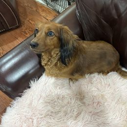 Topsy - Dachshund