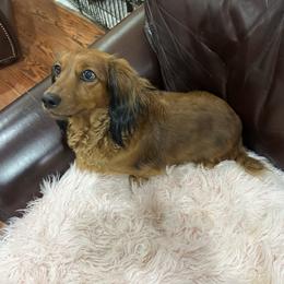 Topsy - Dachshund