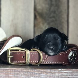 Jet - Black male Miniature Schnauzer puppy in Texas from Small Pawz Schnauzers