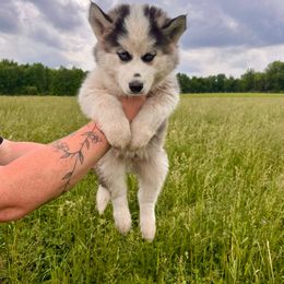 Siberian Husky Puppies from Red Top Huskies