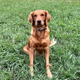 Dixie - Golden Retriever