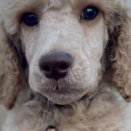 Mr Brown Collar- Remy - Apricot male Poodle puppy in Screven, Georgia from Dreamland Standard Poodles
