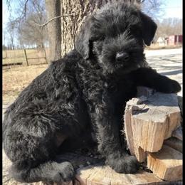 Giant Schnauzer puppies from Jordan Giants