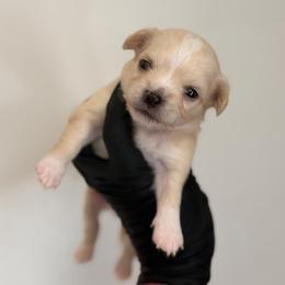Lucas - Cream and white male Chihuahua puppy in Knowlton Township, New Jersey from Augenblick Kennels