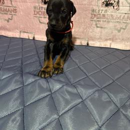 Boy 6 - male Doberman Pinscher puppy in Powder Springs, Georgia from Elite Dobermans of Atlanta