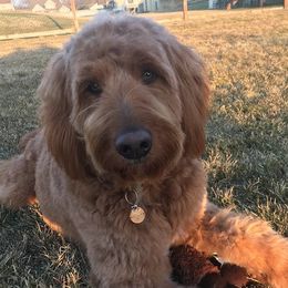 Maybel - Goldendoodle