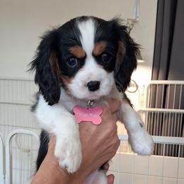 Red collar, Callee mae - Tri-color female Cavalier King Charles Spaniel puppy in Colorado Springs, Colorado from True Love Colorado Cavalier King Charles Spaniels