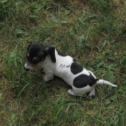 Male 1 - Piebald male Dachshund puppy in Harvard, Illinois from Lori's Cavalier King Charles Spaniels & Dachshunds