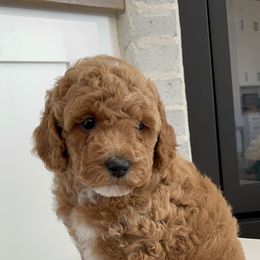 Goldendoodle Puppies from Frosted Goldendoodles