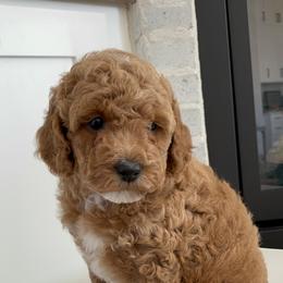 Goldendoodle Puppies from Frosted Goldendoodles