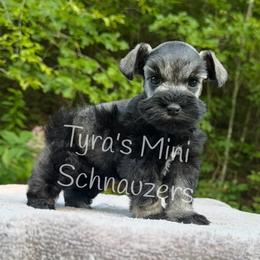 Boy 1 - Salt and pepper male Miniature Schnauzer puppy in Kentucky from Tyra's Mini Schnauzers